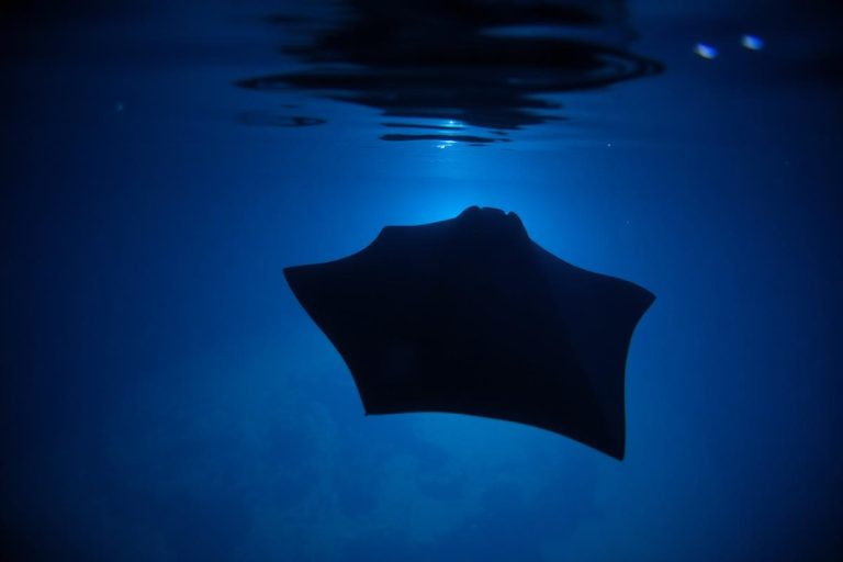 Adventure Travel on the Big Island: Volcanoes, Manta Rays & More